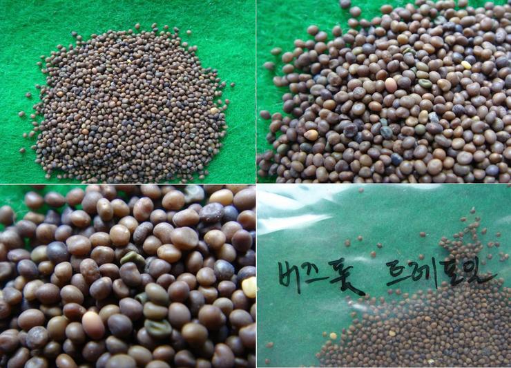 버즈풋트레포일 종자사진 1번째 첨부파일 이미지