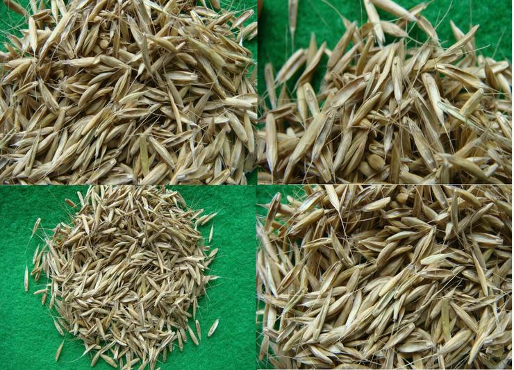 이탈리안 라이그라스 종자 사진 1번째 첨부파일 이미지